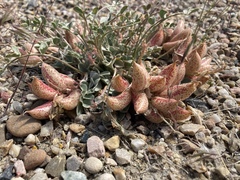 Astragalus chamaeleuce