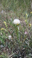 Takhtajaniantha crispa