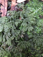 Symphyogyna hymenophyllum