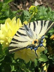 Iphiclides podalirius