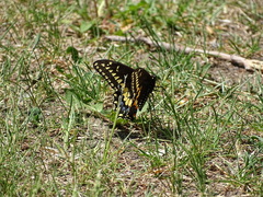 Papilio polyxenes