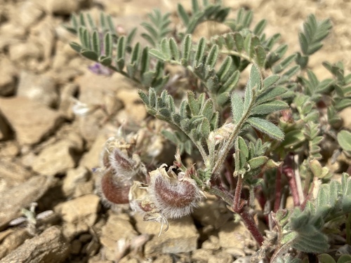 Green River milkvetch (Astragalus pubentissimus)