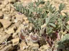 Astragalus pubentissimus