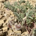 Green River Milkvetch - Photo (c) once-ler, some rights reserved (CC BY-NC), uploaded by once-ler