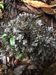 Pseudocyphellaria dissimilis