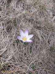 Crocus carpetanus