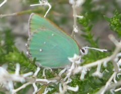 Callophrys dumetorum