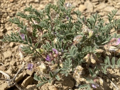 Astragalus pubentissimus