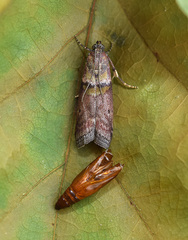 Acrobasis sodalella
