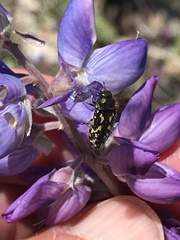 Acmaeodera retifera