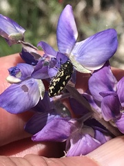 Acmaeodera retifera