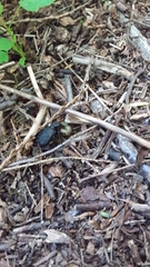 Cychrus tuberculatus