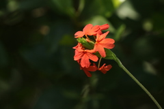 Crossandra nilotica