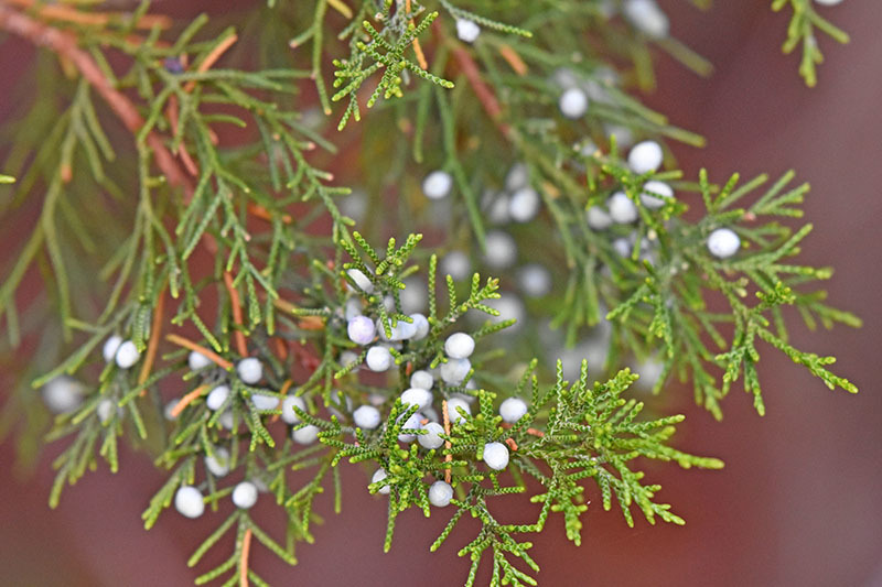 Juniperus virginiana var. silicicola