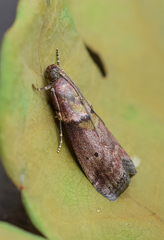 Acrobasis sodalella