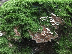 Skeletocutis amorpha