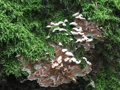 Skeletocutis amorpha