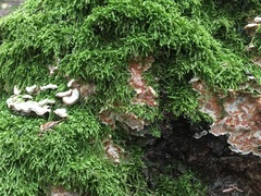 Skeletocutis amorpha