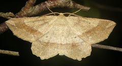 Euchlaena marginaria