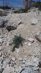 Seseli dichotomum