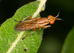 Elgiva solicita