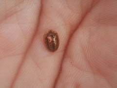 Agroiconota conflagrata
