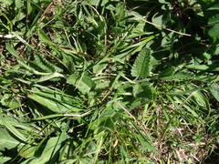 Betonica officinalis