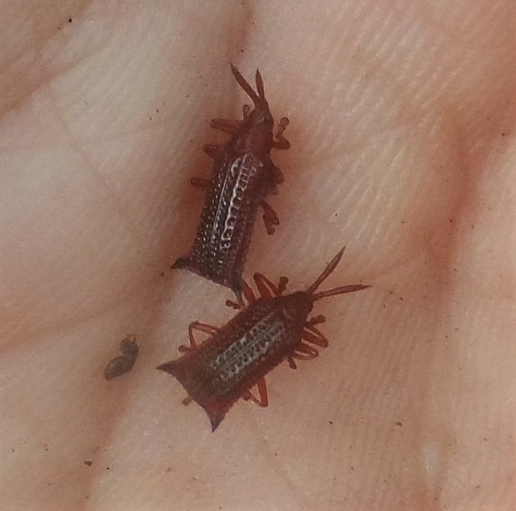 Acanthispa rufa