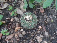 Discocactus heptacanthus
