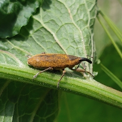 Lixus concavus