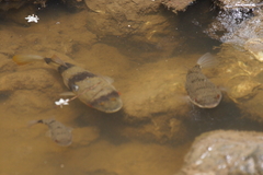 Marilyna pleurosticta