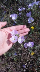 Linum lanuginosum