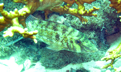 Lethrinus rubrioperculatus