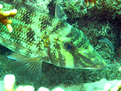 Lethrinus rubrioperculatus
