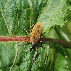 Lixus concavus