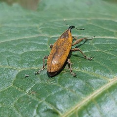 Lixus concavus