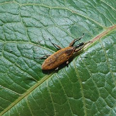 Lixus concavus