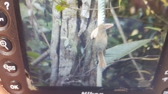 Callosciurus notatus