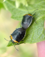 Cosmopepla conspicillaris