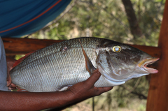 Lethrinus olivaceus
