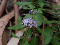 Mentha laxiflora
