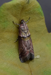 Acrobasis sodalella