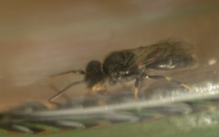 Hylaeus hyalinatus