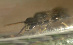Hylaeus hyalinatus