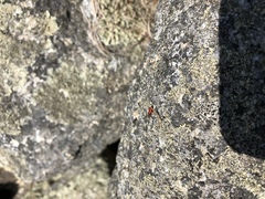 Zenodosus sanguineus