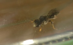 Hylaeus hyalinatus