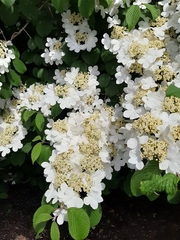 Viburnum plicatum