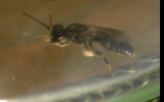 Hylaeus hyalinatus