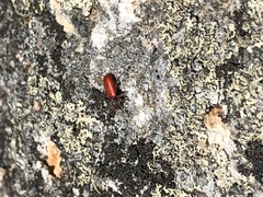 Zenodosus sanguineus