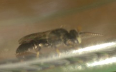 Hylaeus hyalinatus